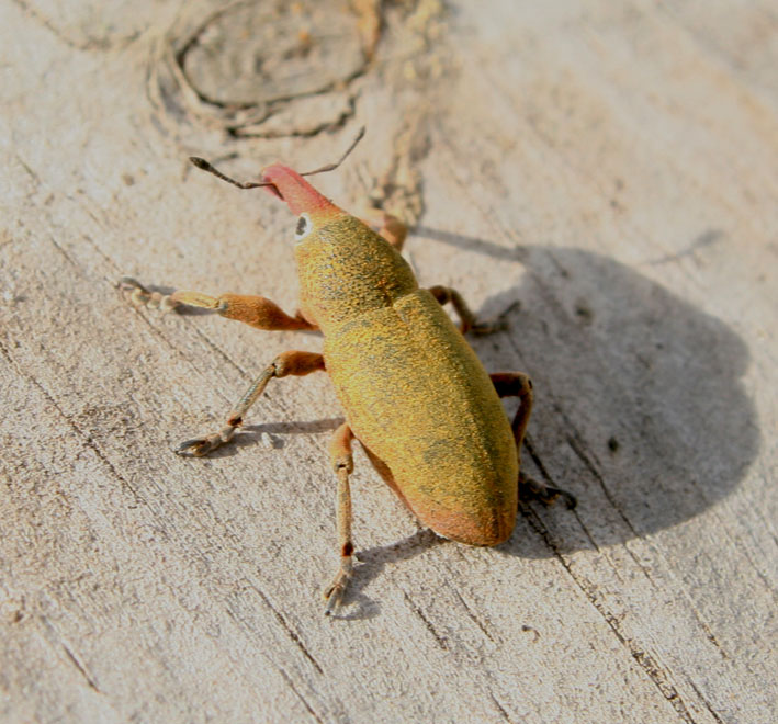 Lixomorphus algirus (Coleoptera, Curculionidae)